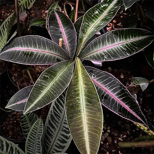 The Natural World Labisia pumila kamerplant schaduwkruid
