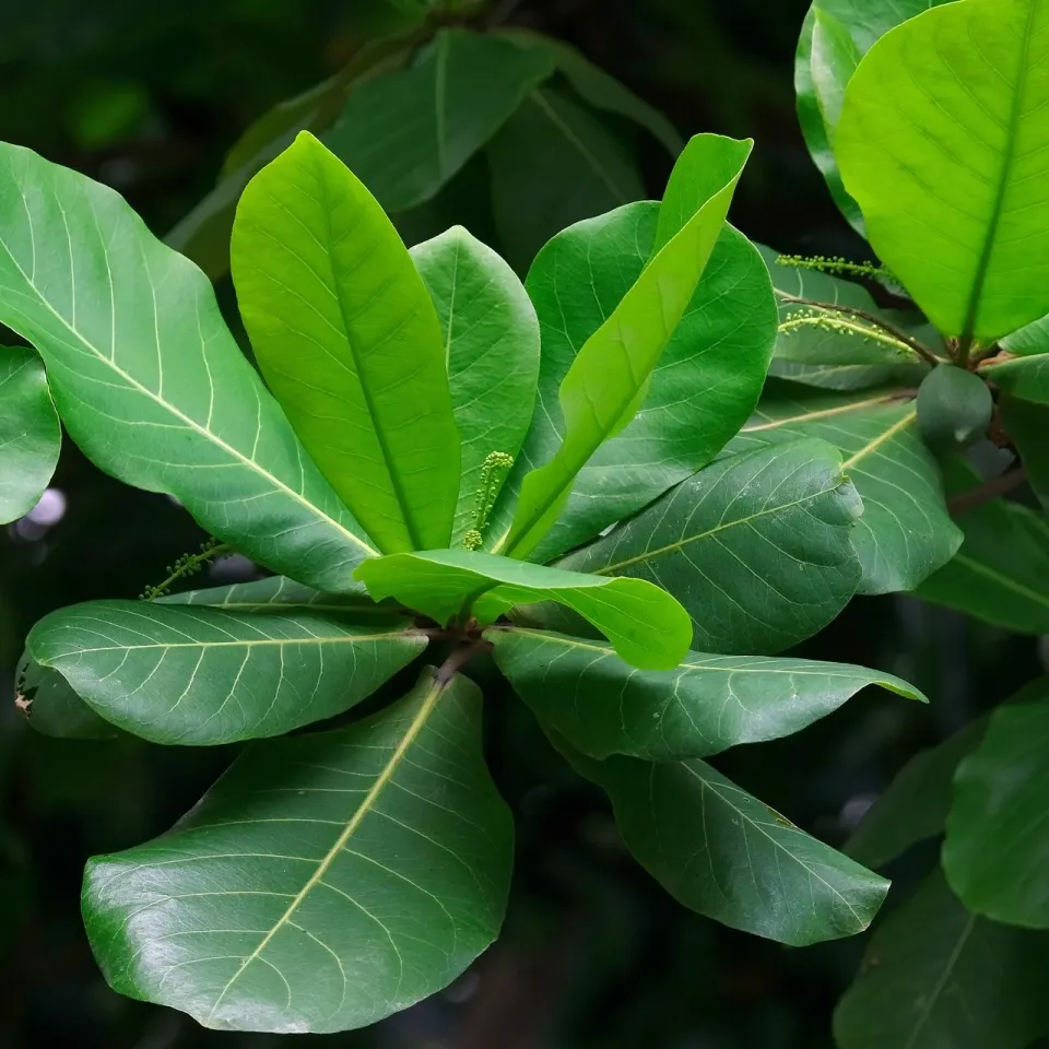 The Natural World Terminalia catappa plant amandelboom eetbaar