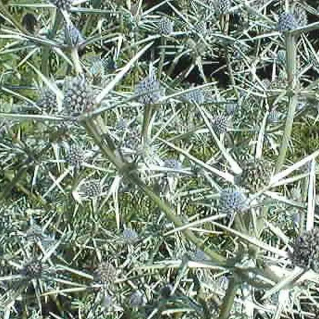 The Natural World Eryngium variifolium kruisdistel blauw