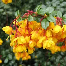 The Natural World Berberis darwinii P9 struik wintergroen