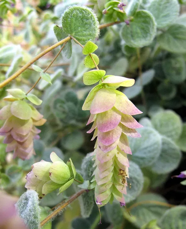 The Natural World Origanum dictamnus plant P9 eetbaar
