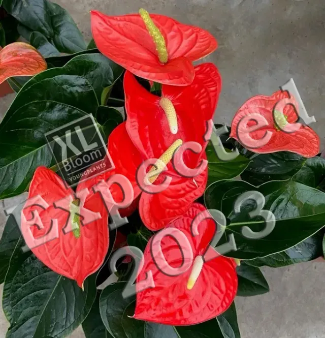 XL-Bloom YoungPlants Opa.6 aardbeiplant Aloha Red sappig