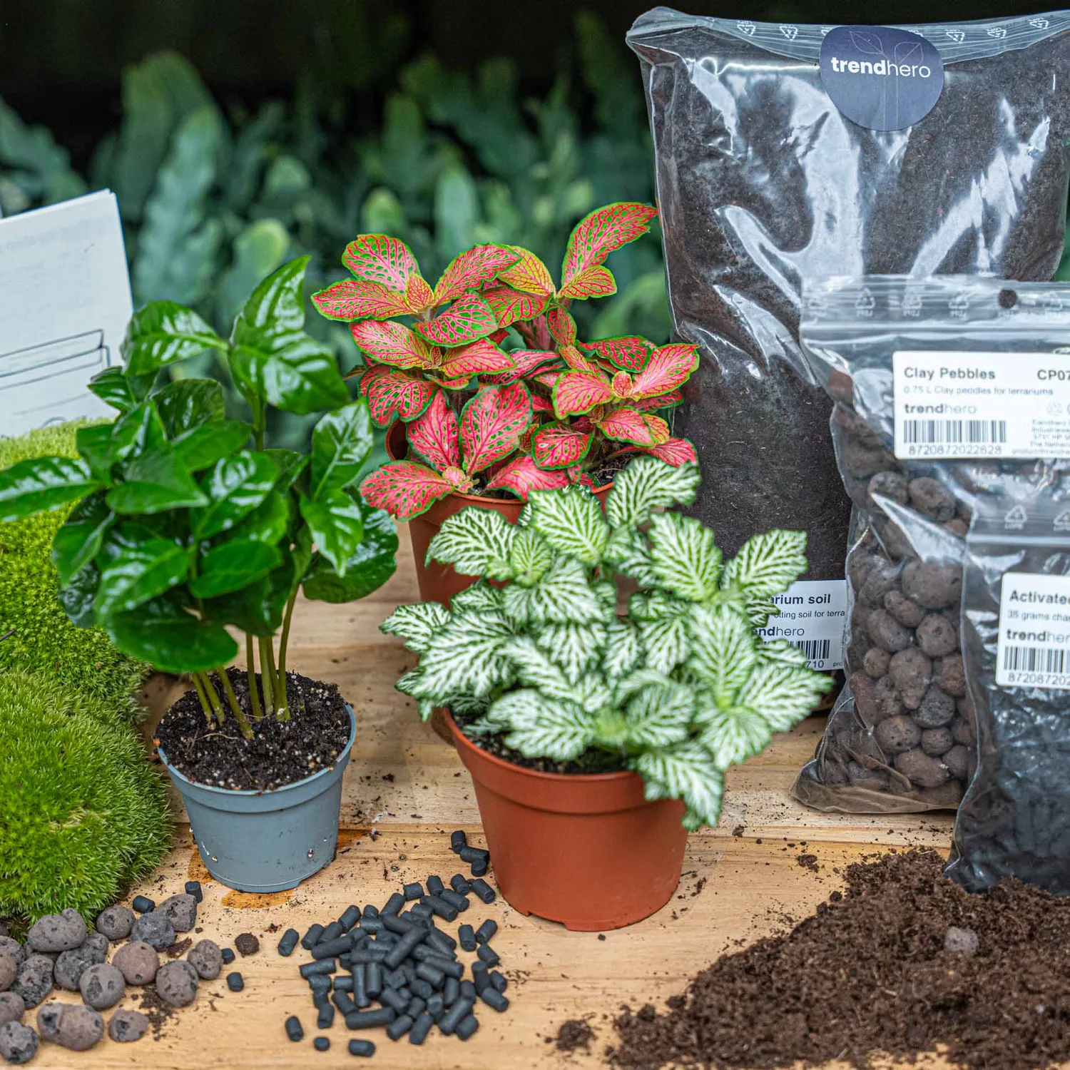 Urbanjungl Coffea Arabica terrarium navulpakket 3 planten