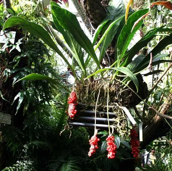 The Natural World Anthurium gracile kamerplant hangend