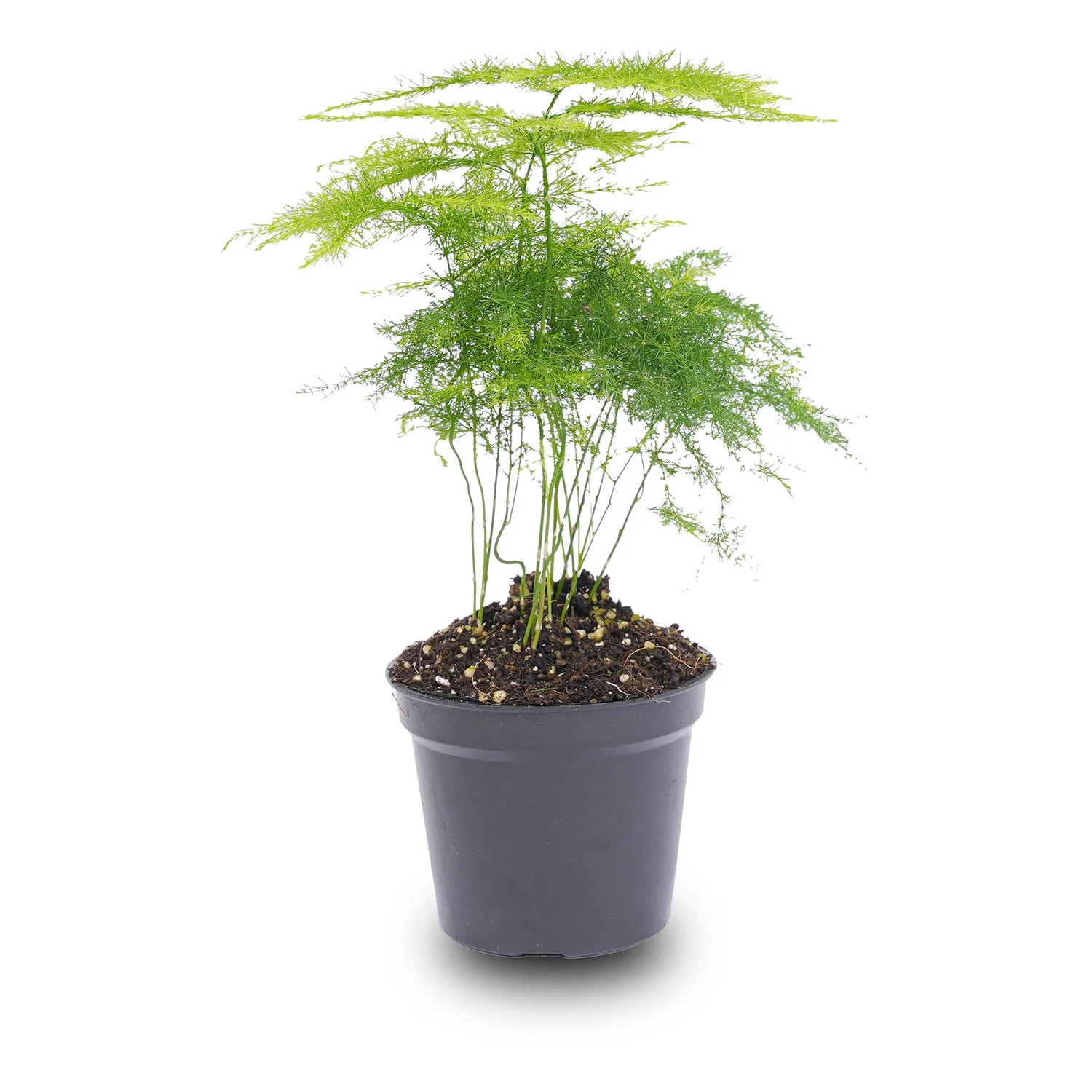 Urbanjungl Asparagus kamerplant pot 6 cm 15-20 cm