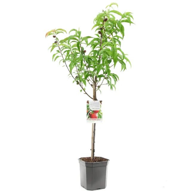 Tuincentrum Heerdink Madame Blanchet nectarine fruitboom