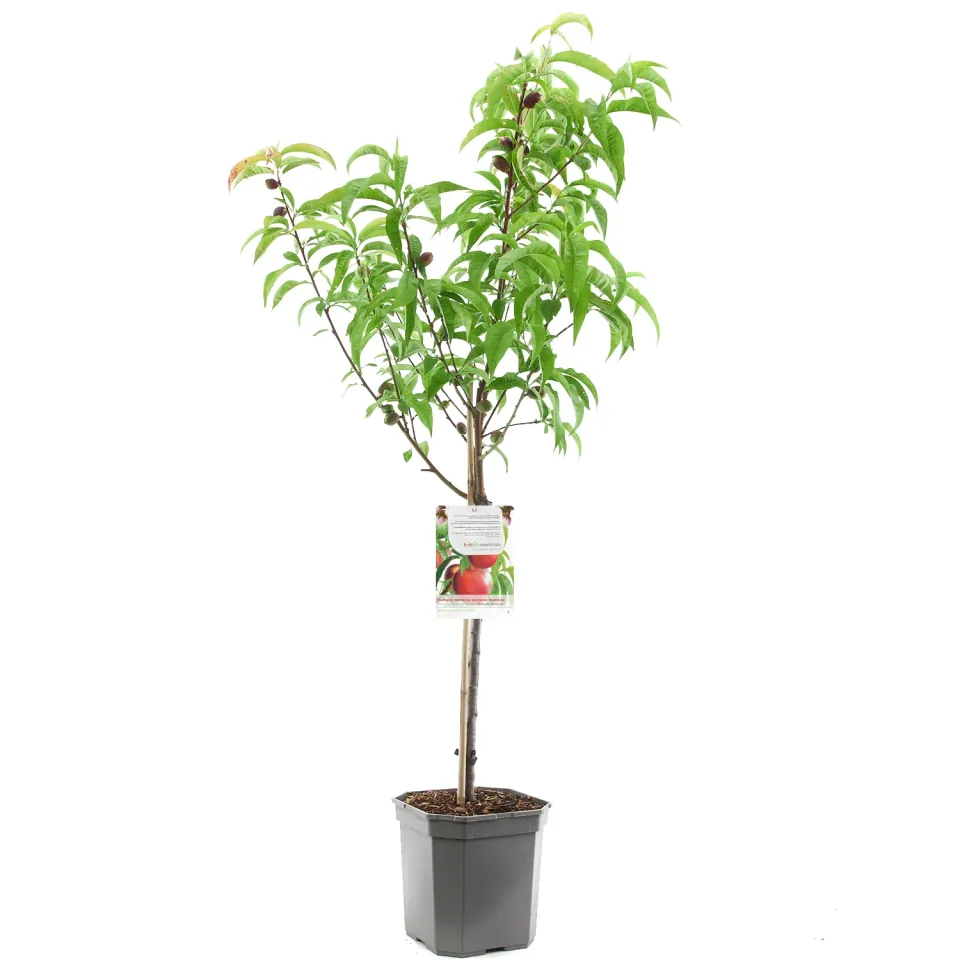 Tuincentrum Heerdink Madame Blanchet nectarine fruitboom
