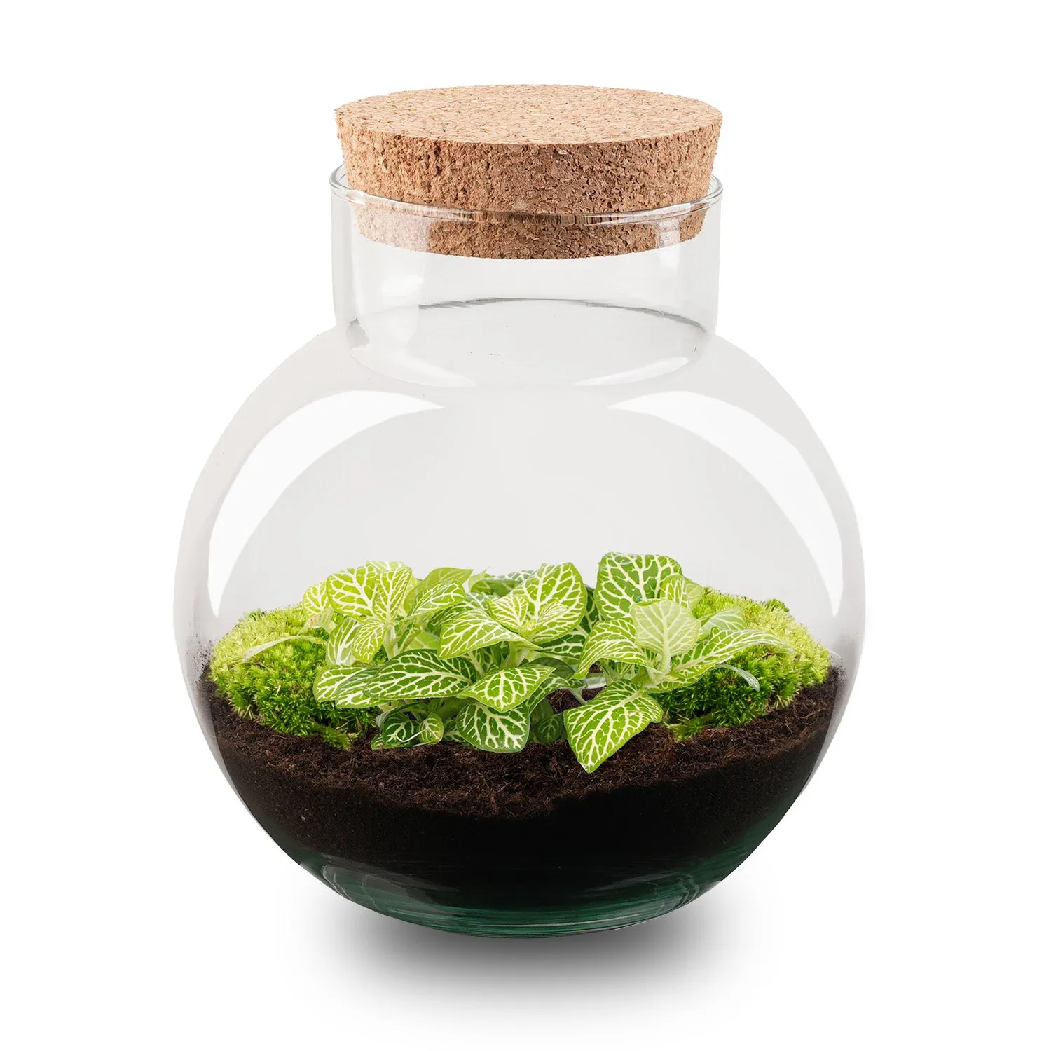Urbanjungl Noah Fittonia Pink Tiger terrarium Ø 18,5 cm kit