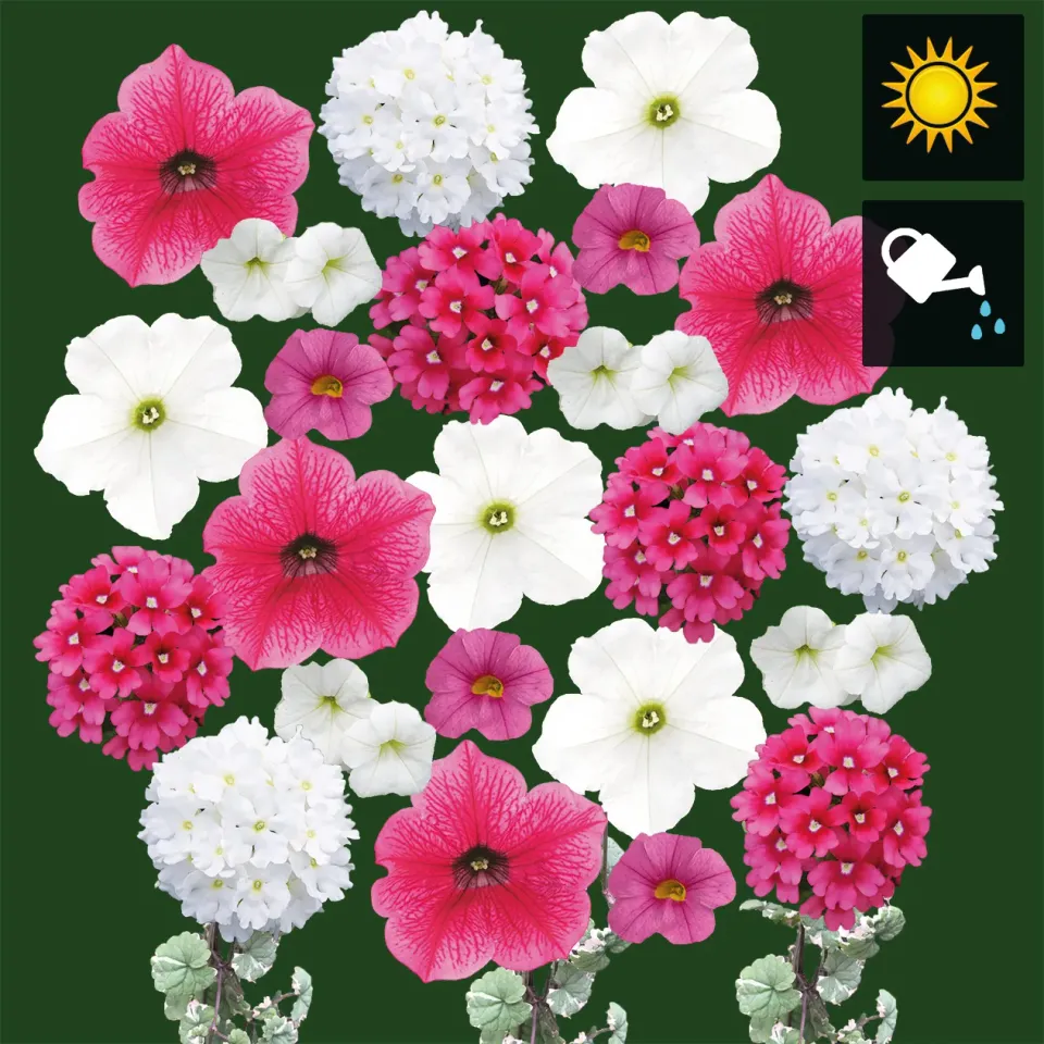 Huyskweker Gameren Spring FM geranium balkonplant roze