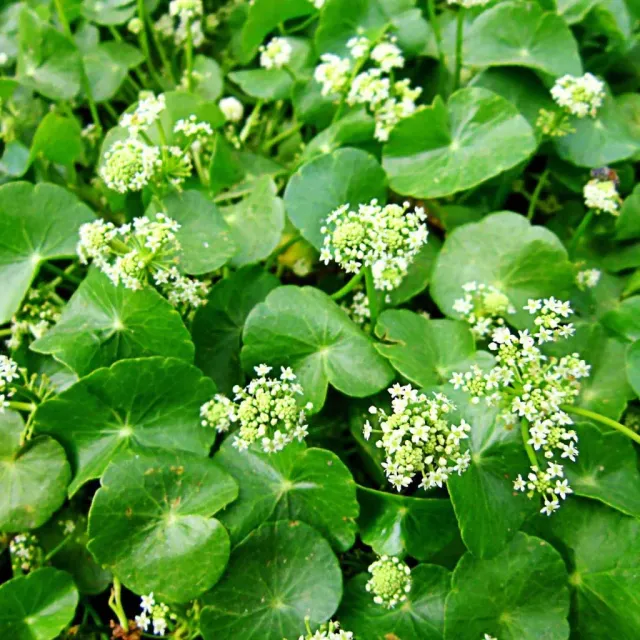 The Natural World Centella asiatica kruidplant eetbaar blad