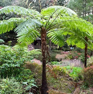 The Natural World Cyathea cooperi boomvaren groen