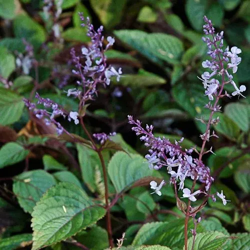 The Natural World Plectranthus ciliatus zaden schaduwplant