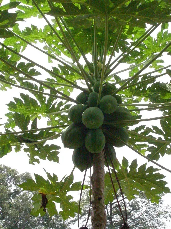 The Natural World Carica papaya papajaplant eetbaar