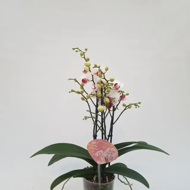 Tuincentrum Heerdink Phalaenopsis kleinbloemig orchidee compact