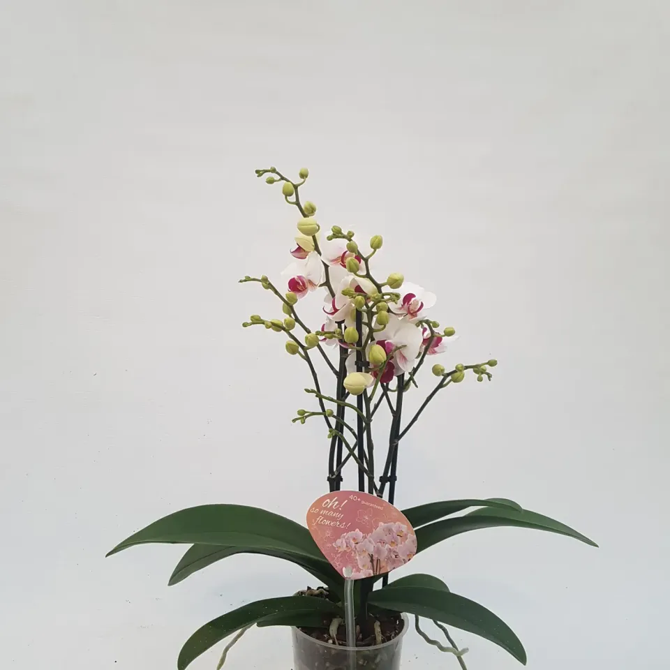 Tuincentrum Heerdink Phalaenopsis kleinbloemig orchidee compact