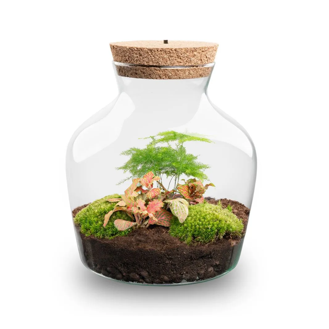 Urbanjungl Little Joe terrarium DIY kit ruby lime Ø 20 cm