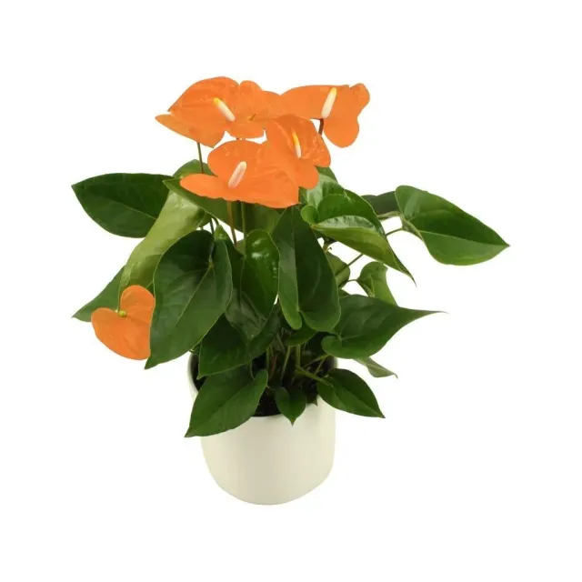XL-Bloom YoungPlants XL.65 bloempot Aloha oranje