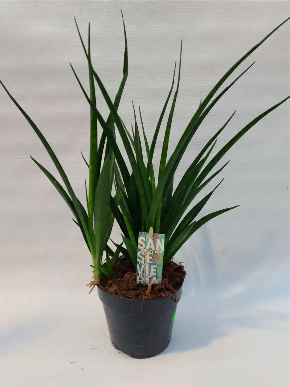 Sansevieria kirkii Friends vrouwentong vetplant