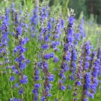 The Natural World Hyssopus officinalis hysop plant P9 eetbaar