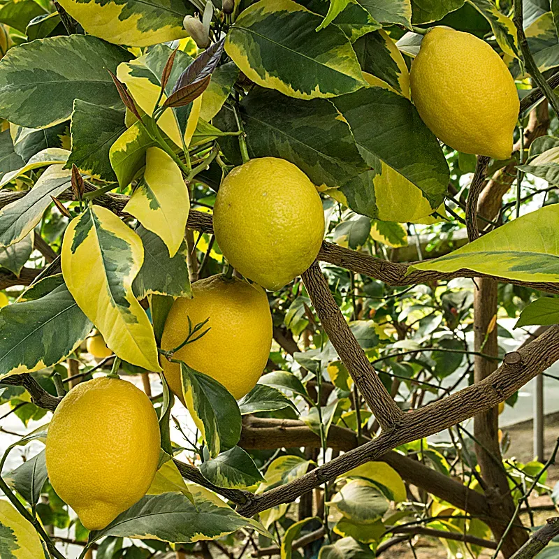 The Natural World Citrus x limon Foliis Variegatis citroenplant