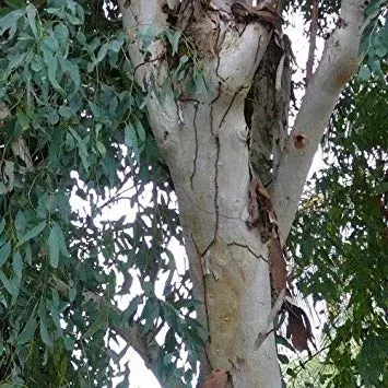 The Natural World Eucalyptus camaldulensis plant P11 winterhard