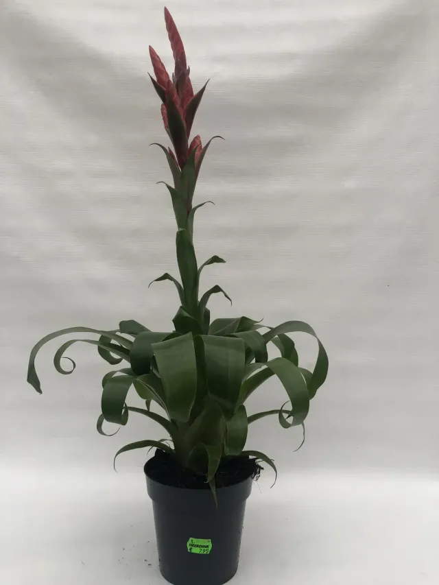 Tuincentrum Heerdink Vriesea rood bromelia kamerplant bloeiend