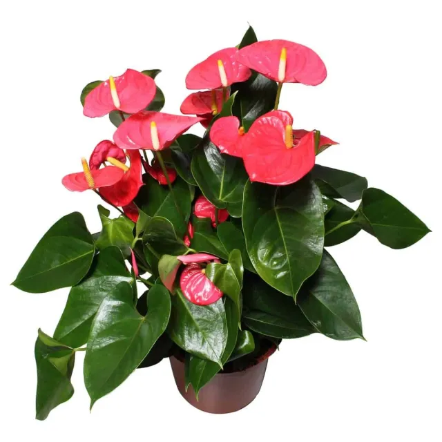 XL-Bloom YoungPlants XL.31 Arisa Pink jonge plant eetbaar