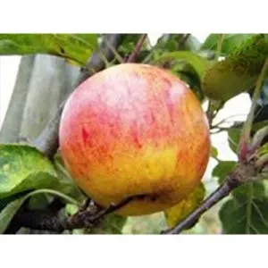 Malus Benoni appelboom herfst handappel