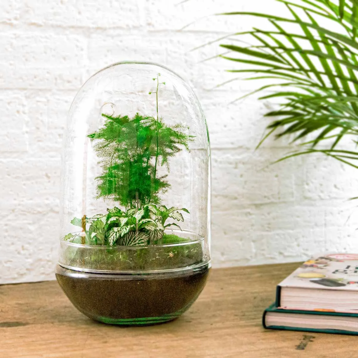 Urbanjungl Egg XL planten terrarium glazen stolp