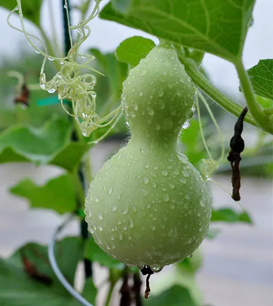 The Natural World Bottle Gourd kalebasplant eetbaar