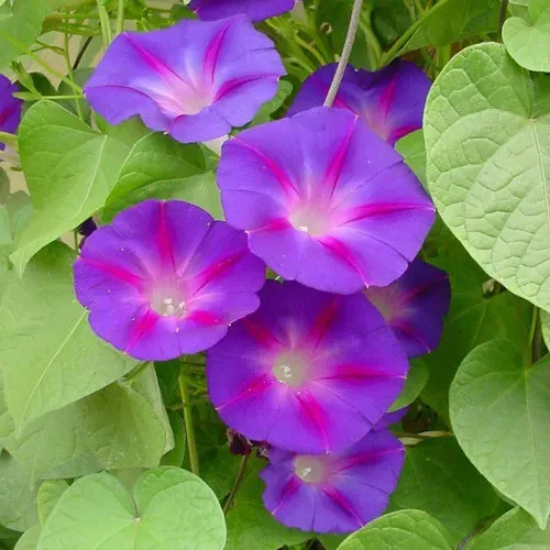 The Natural World Ipomoea purpurea winde klimplant eenjarig