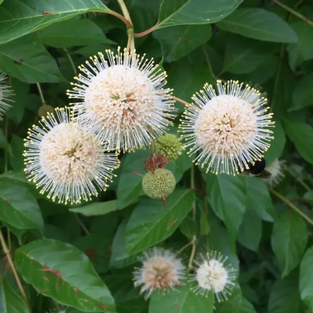 The Natural World Cephalanthus occidentalis plant witte bloei