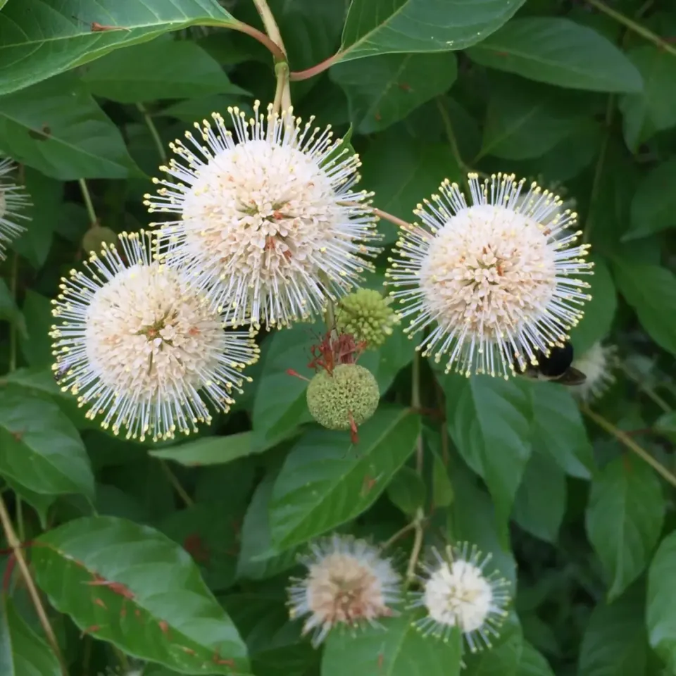 The Natural World Cephalanthus occidentalis plant witte bloei