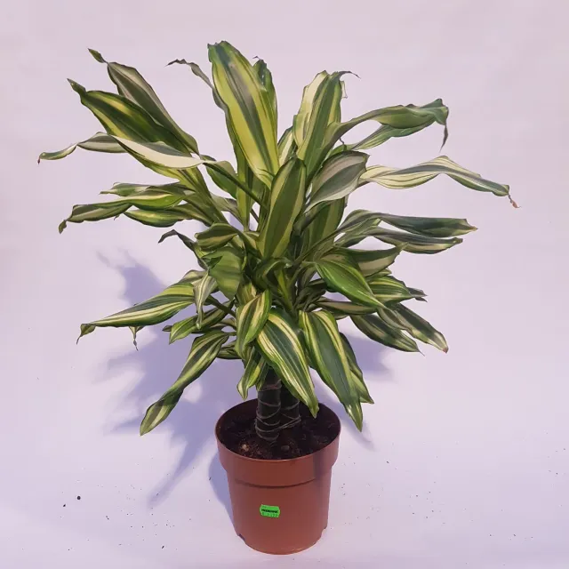 Tuincentrum Heerdink Dracaena fragrans Yellow Coast drakenbloedboom