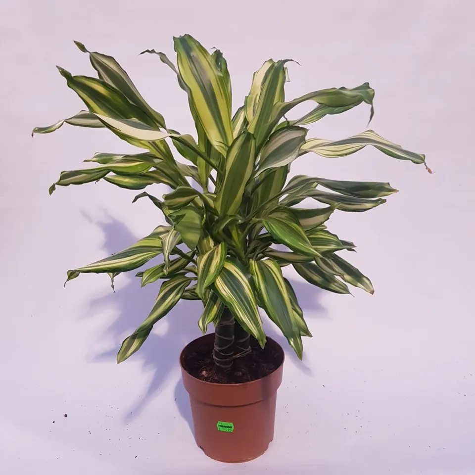 Tuincentrum Heerdink Dracaena fragrans Yellow Coast drakenbloedboom