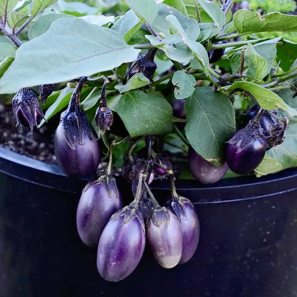 The Natural World Patio Baby F1 aubergine plant compact