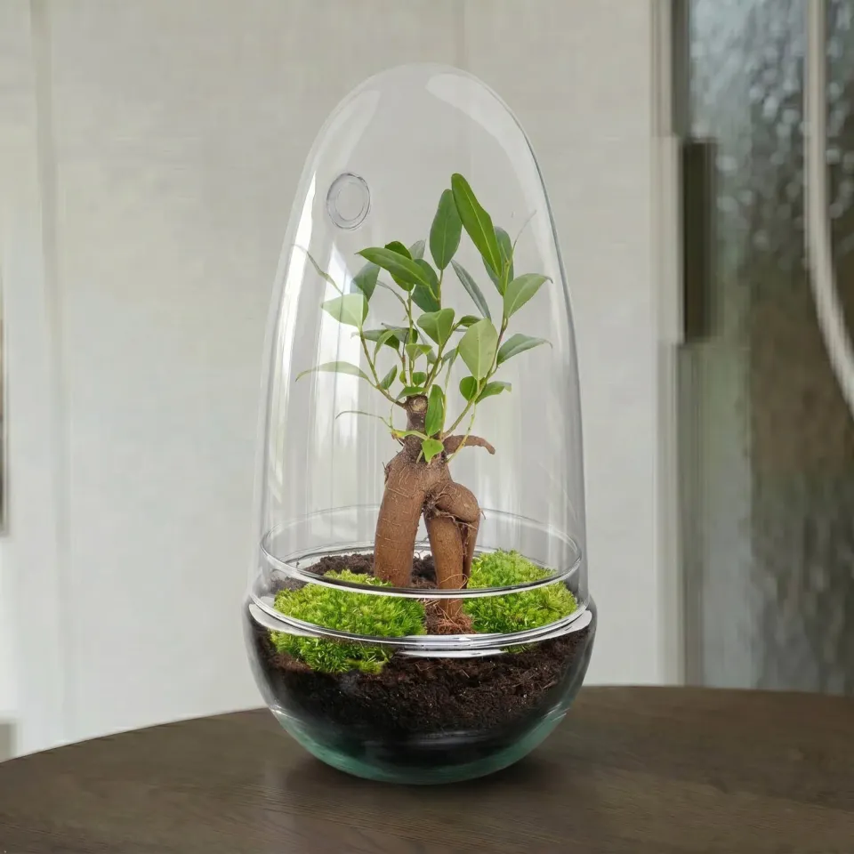Urbanjungl Egg Bonsai terrarium DIY-kit Ø 12 cm