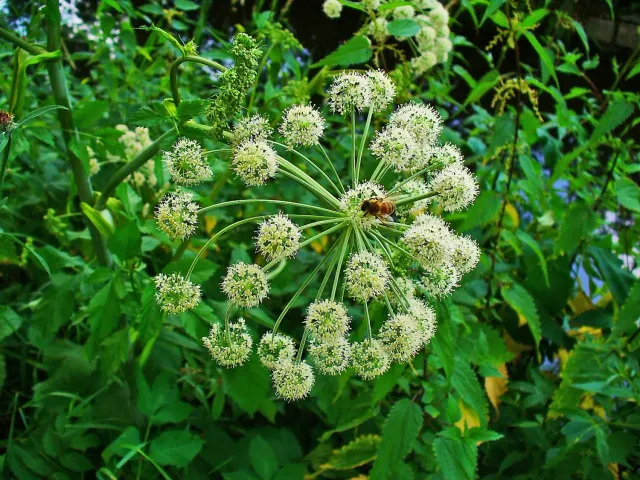 The Natural World Angelica archangelica P9 plant eetbaar