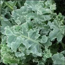 The Natural World Crambe Maritima zeekool plant eetbaar