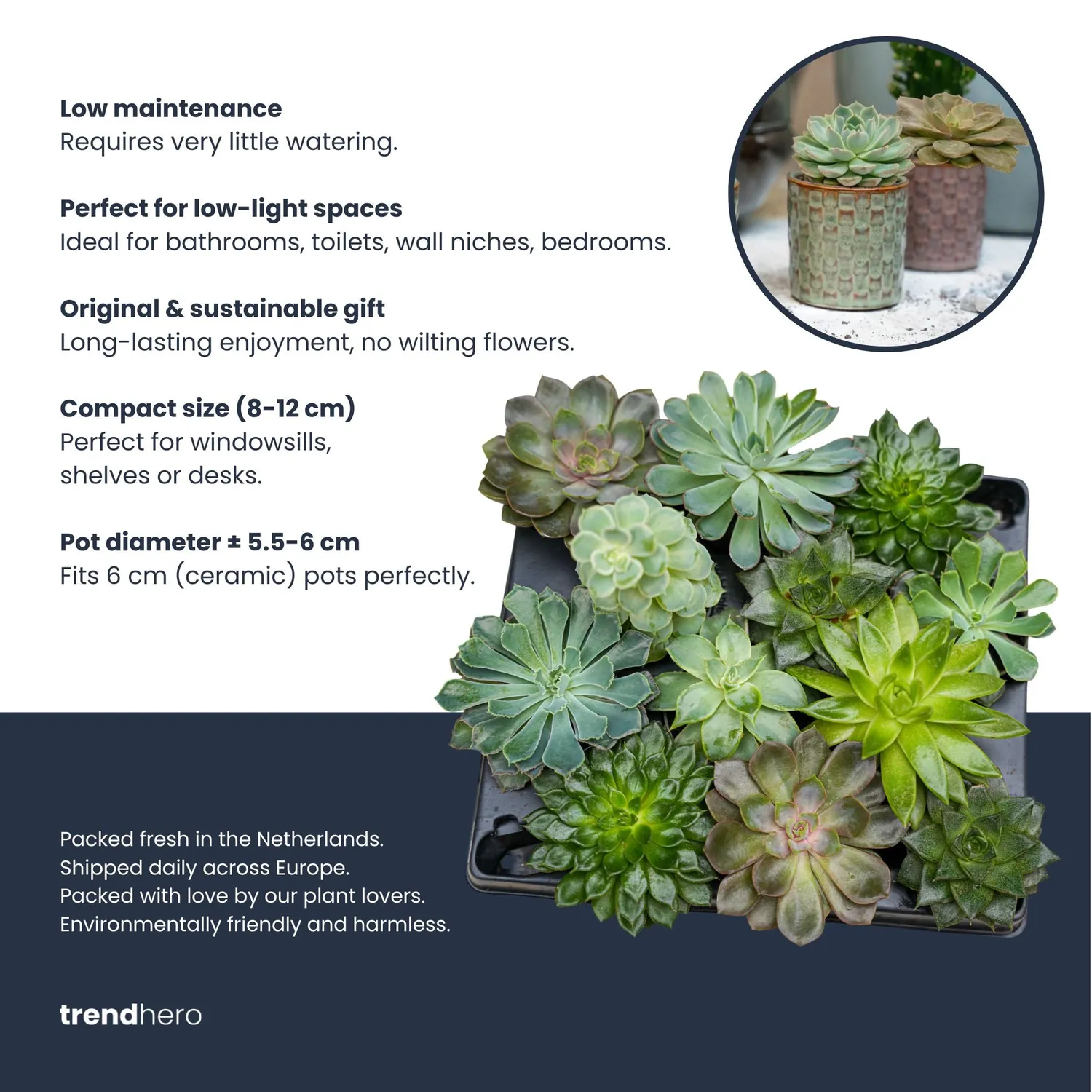 Urbanjungl Succulenten set van 3 vetplanten rode pot
