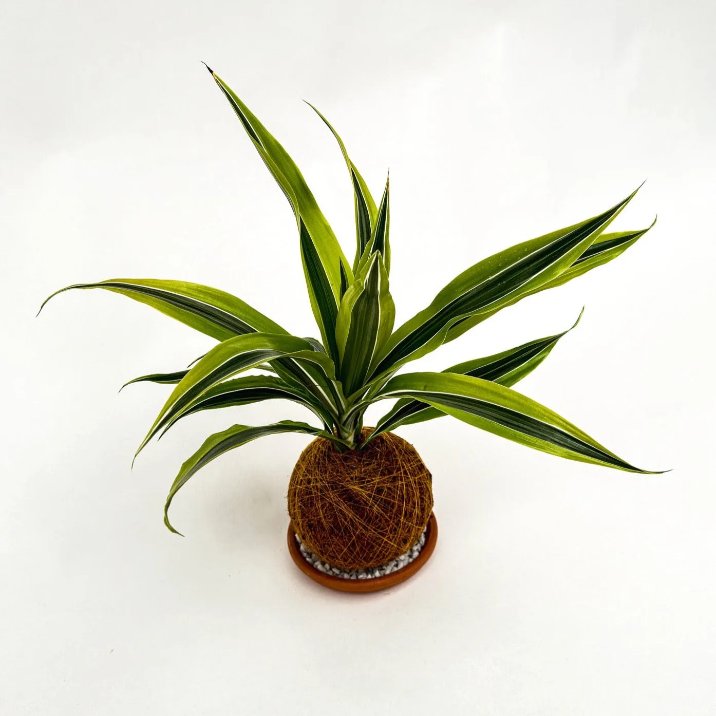 House of Koko Lemon Lime kokedama zonder schaaltje