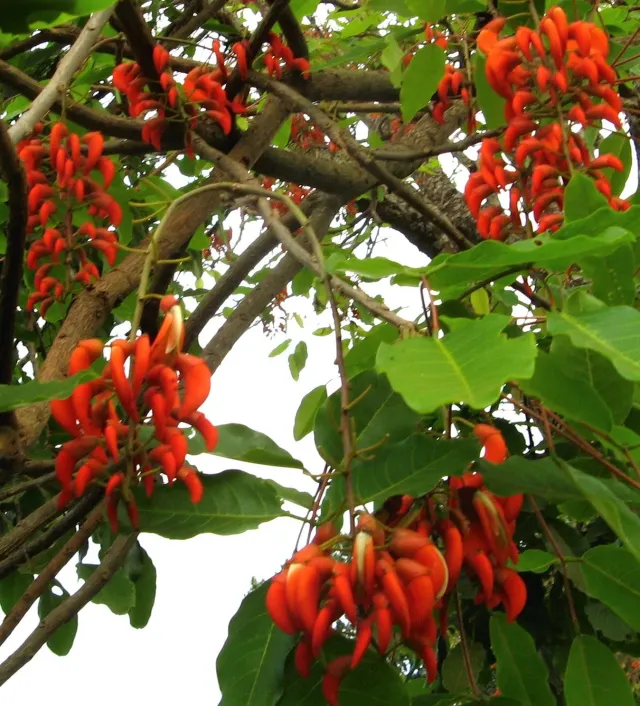 The Natural World Erythrina falcata koraalboom kuipplant
