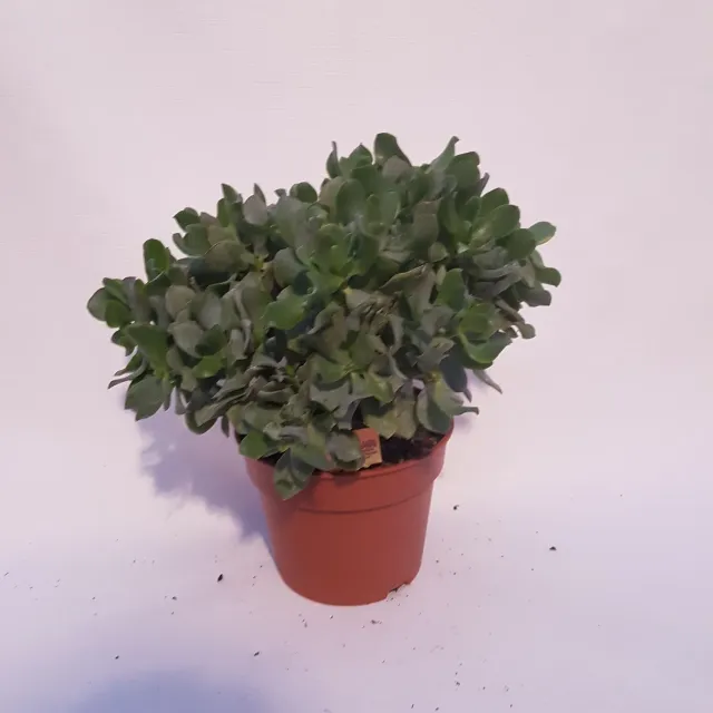 Tuincentrum Heerdink Crassula arborescens Undilatifolia vetplant
