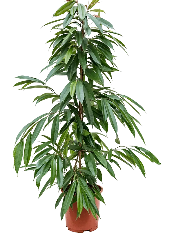 Tuincentrum Heerdink Amstel King ficus kamerplant smalblad