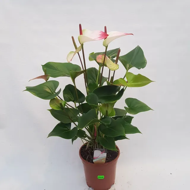 Anthurium Amalia Elegans flamingoplant 60cm roze
