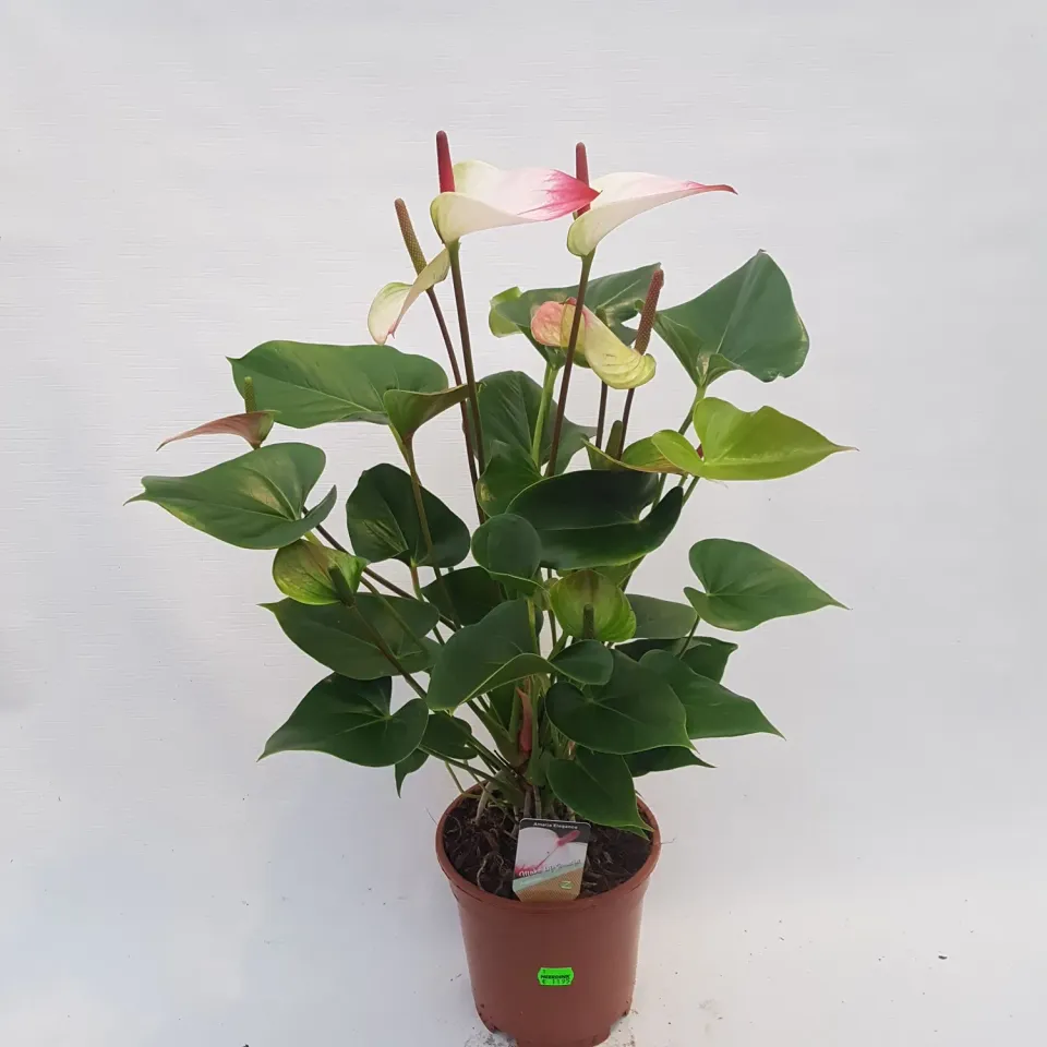 Anthurium Amalia Elegans flamingoplant 60cm roze