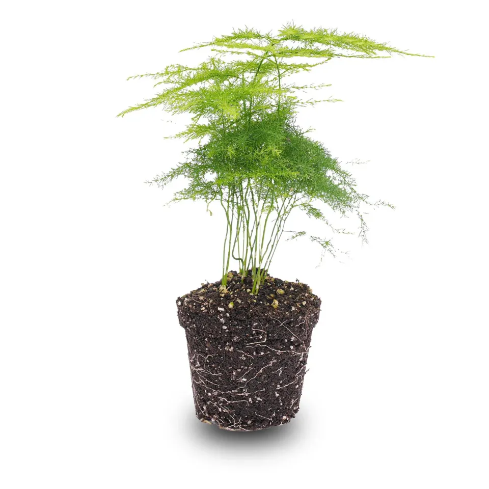 Urbanjungl Asparagus kamerplant pot 6 cm 15-20 cm