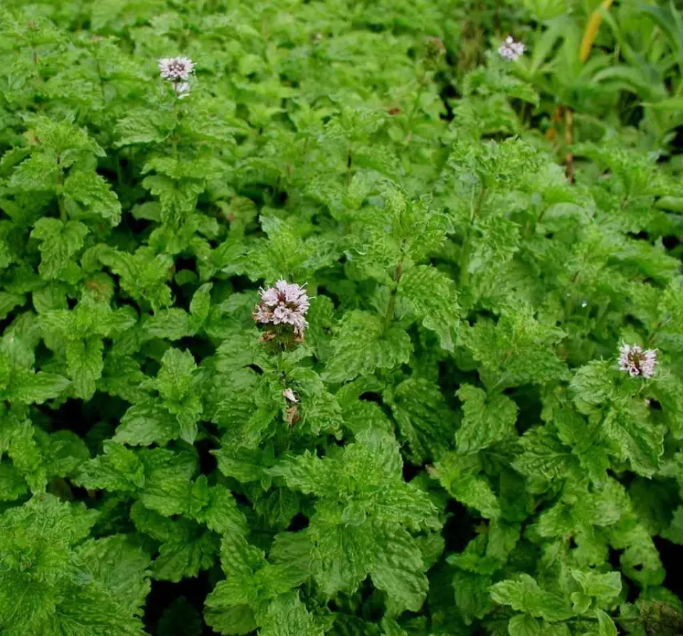 The Natural World Mentha spicata Crispa muntplant eetbaar