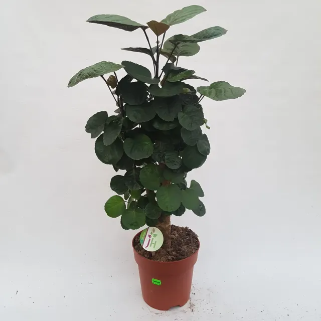 Tuincentrum Heerdink Polyscias Fabian Aralia 19cm 75cm Schaduw