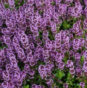 The Natural World Thymus Tabor tijmplant eetbaar P9